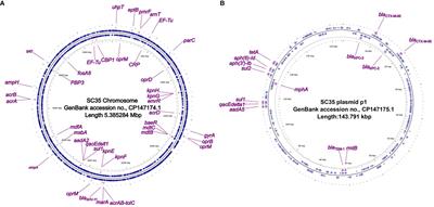 Emergence of a clinical Klebsiella pneumoniae harboring an acrAB-tolC in chromosome and carrying the two repetitive tandem core structures for blaKPC-2 and blaCTX-M-65 in a plasmid